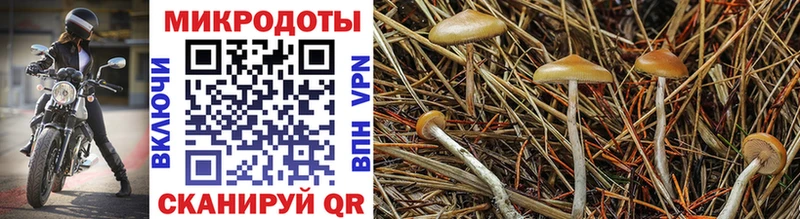 гидра онион  Славянск-на-Кубани  Галлюциногенные грибы GOLDEN TEACHER 